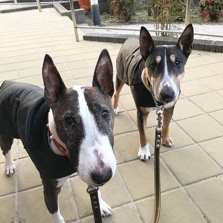 5f4a5923 d05c 4823 b935 c2fa4b0d6166 1513407829095