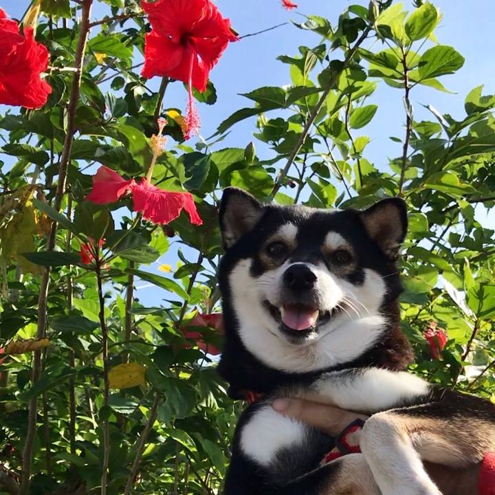 5f4c17e1 5256 4b6b b3e7 b9ab7b798421 1543539365057