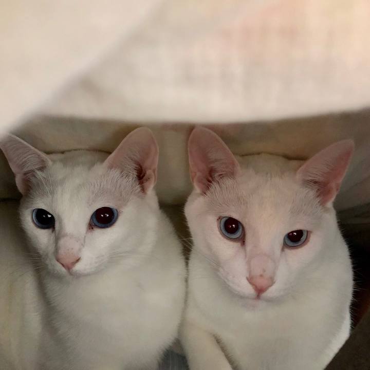 5f4db0fb 6b34 432d a68f ee7b3e704ae2 1512655336024