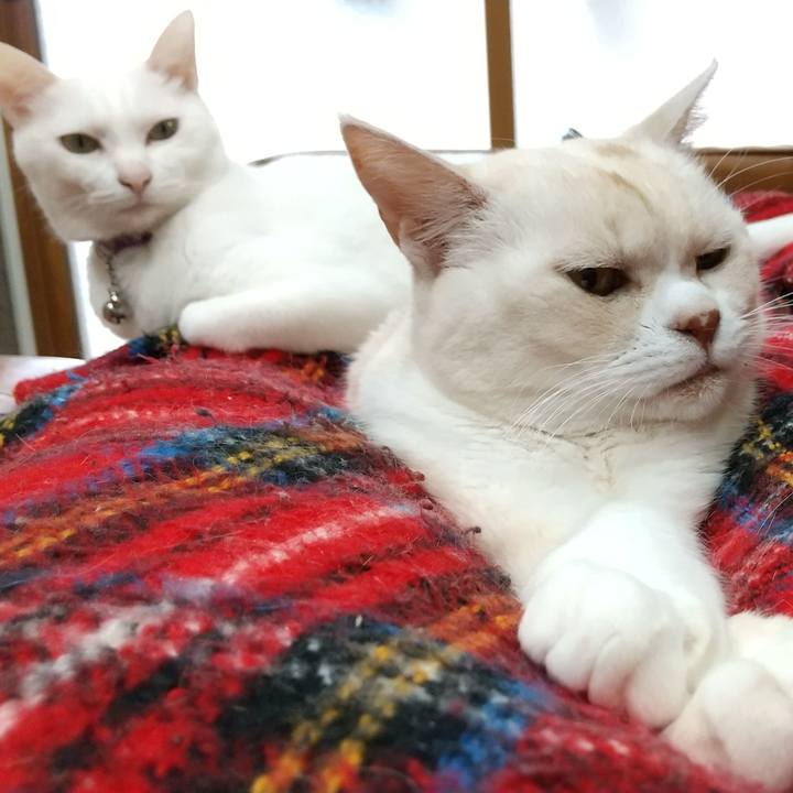 5f554480 608e 409a 82b9 c46388bddabf 1583681321941