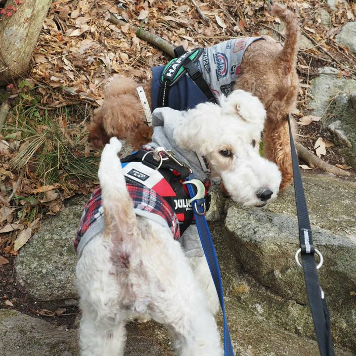 5f59f43d be34 4d83 a9f1 1c8d75095dc7 1511754202435