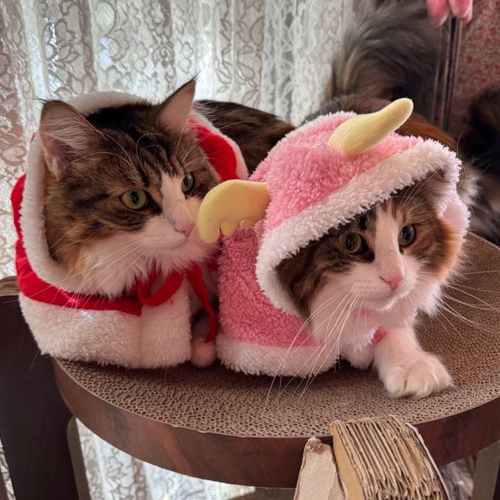 5f5c1a76 0291 4efb b9d8 6eb813e32814 1766376349302