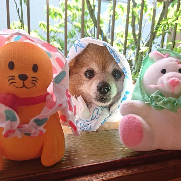 5f60918c ab15 46b1 b4de 94bdd7891372 1527379074573