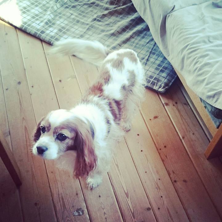 5f62cf9e a821 48a7 b89c a7e0fd8ea3a8 1519291428102