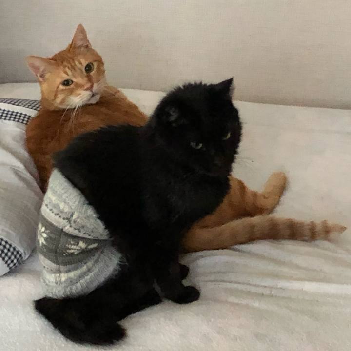 5f6aa9e1 af8d 4434 b9df 1990c05e807b 1603749201766