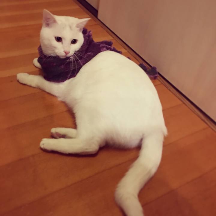 5f6ecd0f 6edf 46ab bed9 e6be2bfa407c 1515247491998