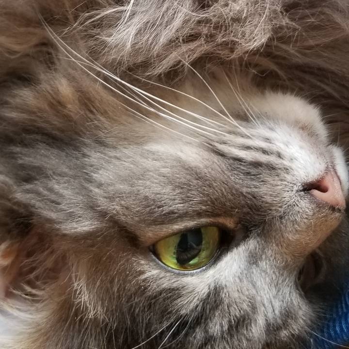 5f6f5bdc 069d 426f be75 c1e3fa4f3f3b 1591580340430