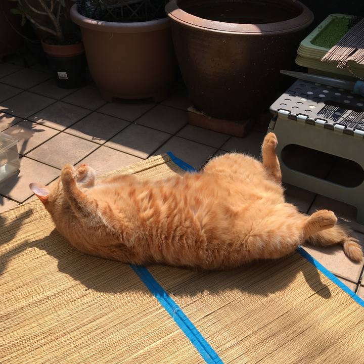 5f76f2f3 b0f8 455e b803 2a0032a35e14 1545131036224