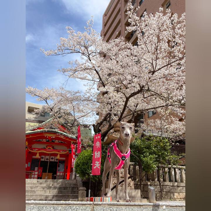 5f77d6ea 84c4 488a 9ed7 7b9e89ded5d2 1775733266917