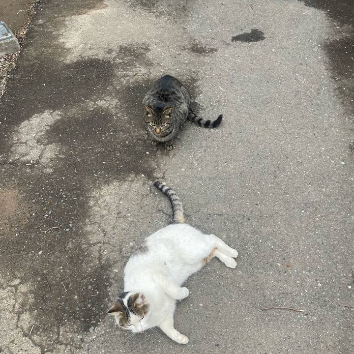 5f77d7dd c52b 43c6 886b c10d659ab547 1774844749593