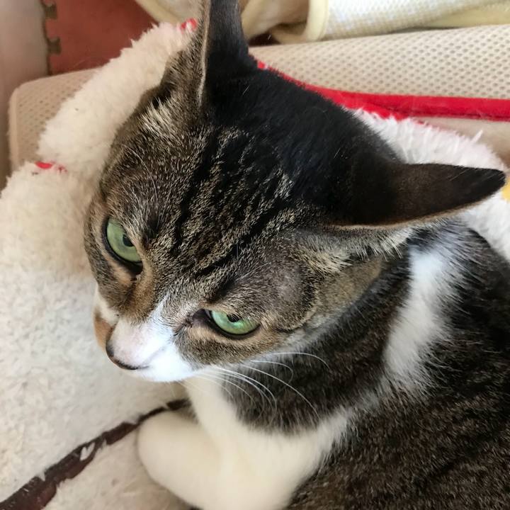 5f782a4d 47cf 470c a860 210381bd9ce6 1531618752645