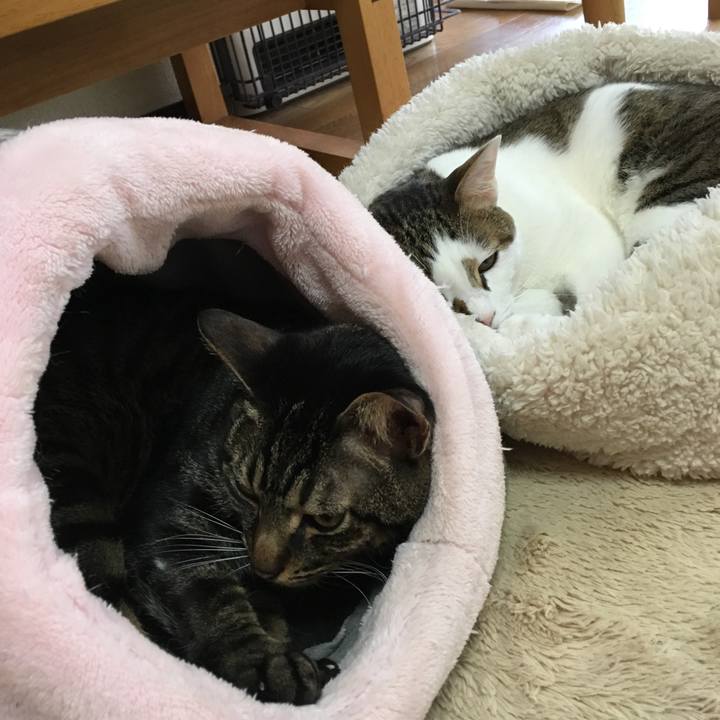 5f793a6c 1813 4bb2 9030 e9b78de6ca62 1514334100262