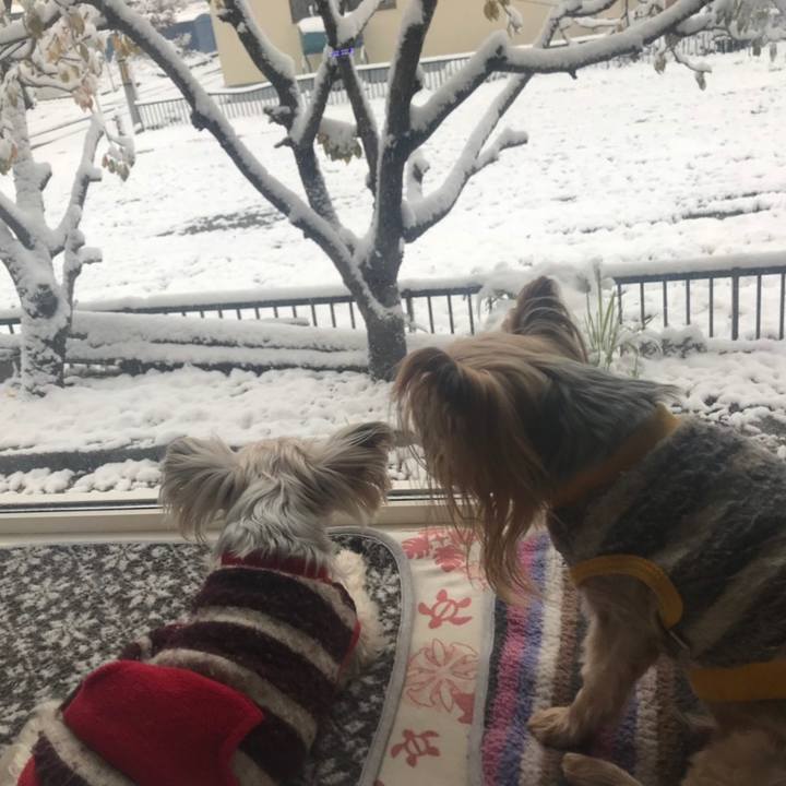 5f7ce4fe 65e7 446e a4d6 432b0997416e 1573206911730