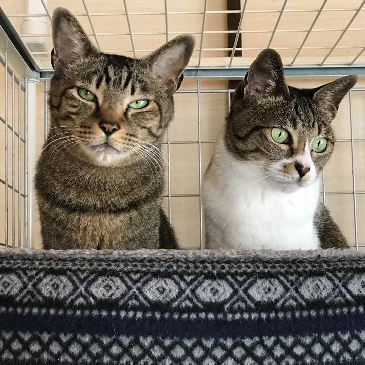 5f7d287f 5753 4221 8c1d 3097766bd1c4 1523497821076