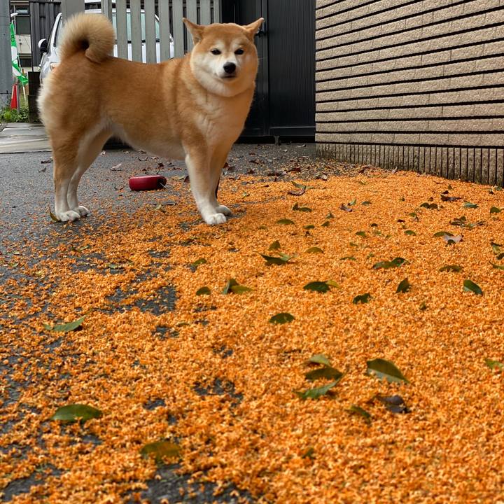 5f7e8f37 8573 49ef acc1 0437e4f30c65 1602374355256