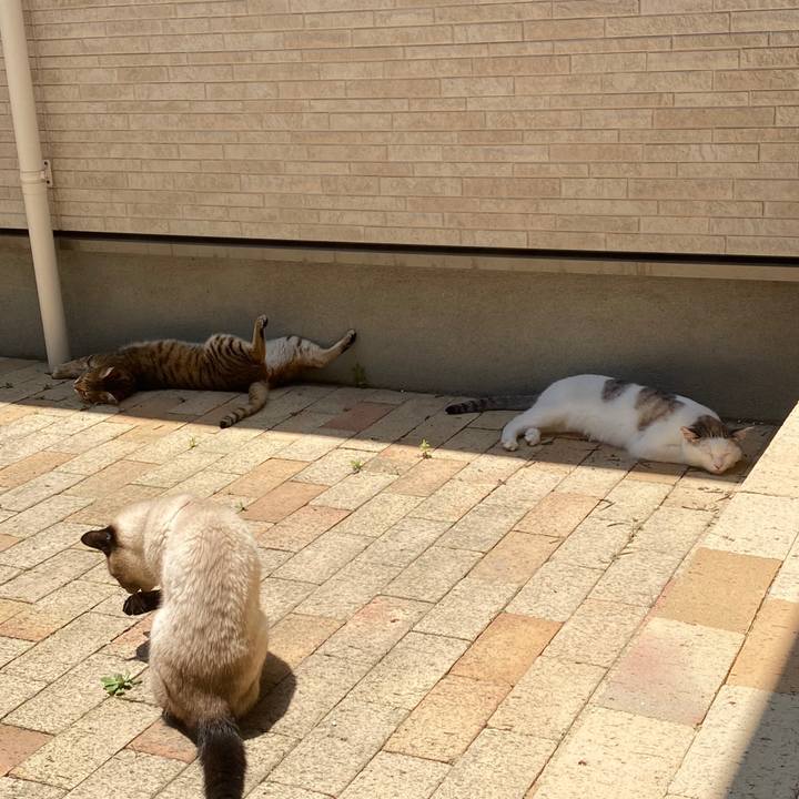 5f8683ff 8cf9 47fb b63a 9aaa45adeb8d 1591671233945