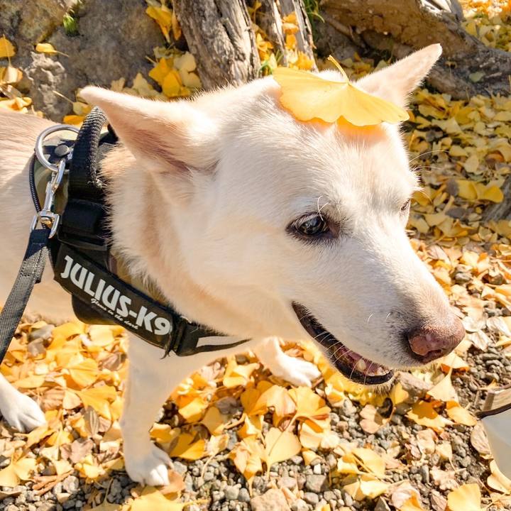 5f86b682 f762 4f91 a83f a8b689969e0b 1638006478842