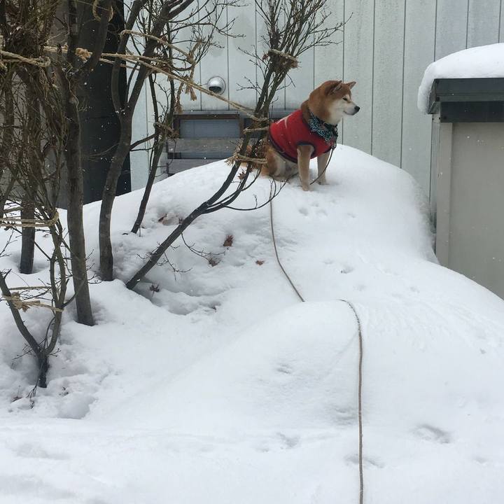 5f8a6324 098d 42fa 98dd a3092a2cb620 1519379190878