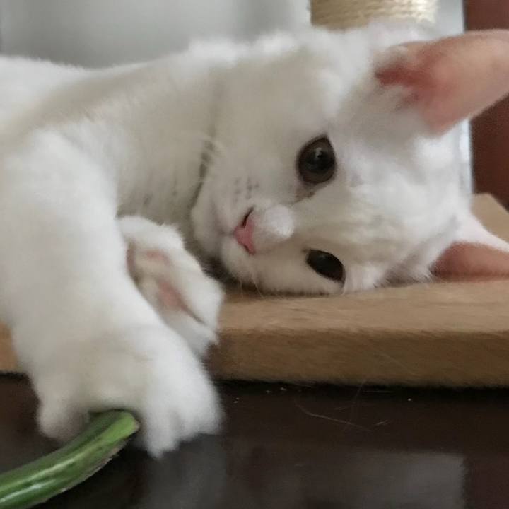 5f8e3d46 1ed3 4a37 bcef bb6a0c3ec883 1510289988964