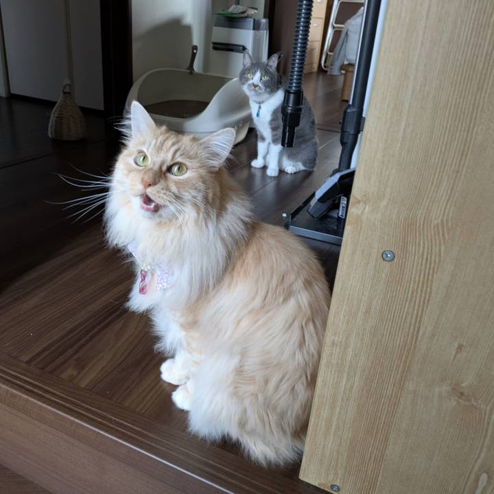 5f9089b0 2dcd 402f 8007 a8de7072fd57 1748422049849