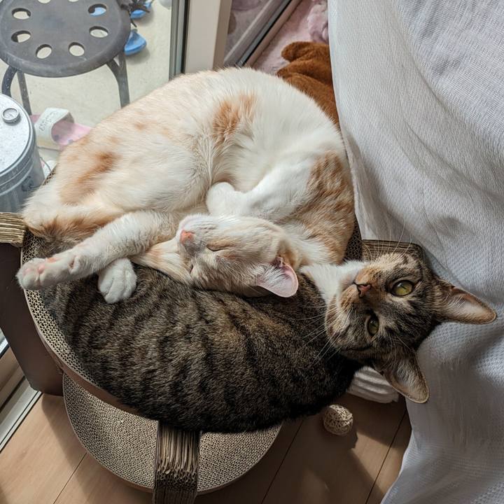 5f912ea0 85ea 4bfd b407 9df672b60d8f 1711337048734