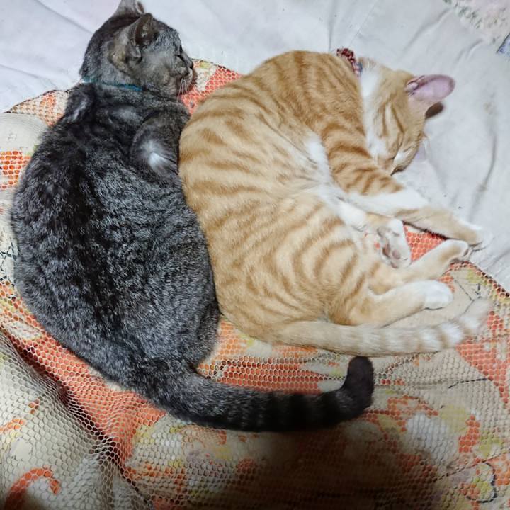 5f94e2d9 e4ce 4cac a50b 757c25a213fc 1562678874742