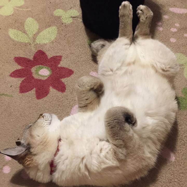 5f959ace 5aa6 4347 b059 d160d2e928d2 1577452078861