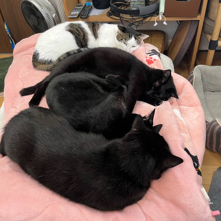 5f98a55a 89dc 4b7b af44 f0390a4f9b08 1701685727050