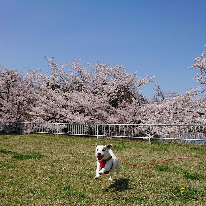 5f9ec1bf 96e6 4db9 ac8c 4dff92e2ce77 1522456296895