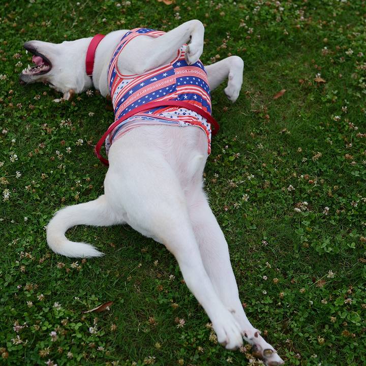 5f9ff9c7 0345 45a1 b66b d31596889073 1531399463606