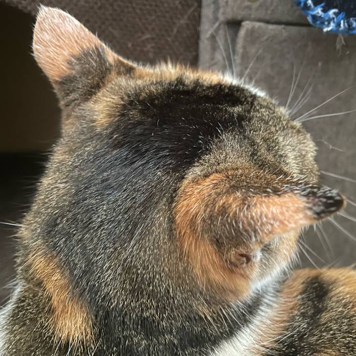 5fa1ae58 0649 4bdd b4dd c8ec40b2d350 1713702762197