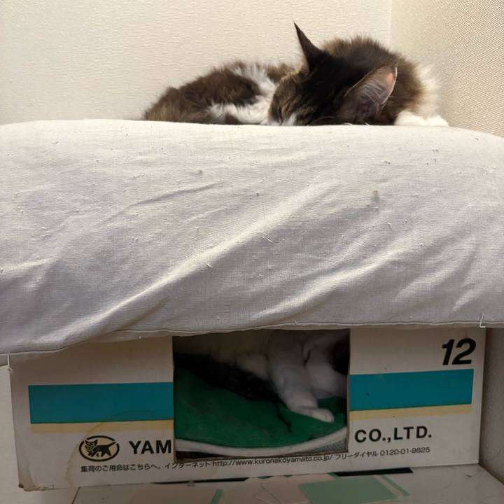 5fa68981 a499 488a ba11 76309536397c 1741739187073