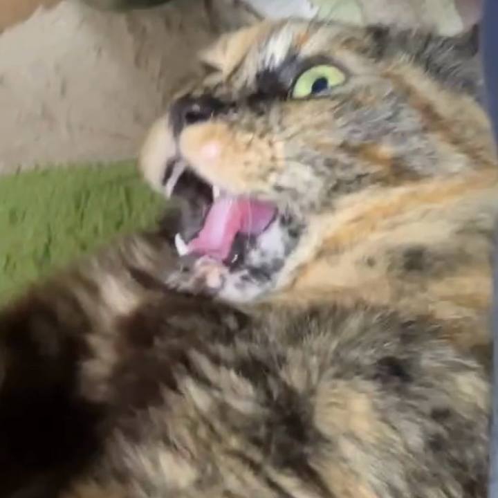 5fa81044 8a21 4792 97f7 e194f5fd0dd7 1742471566414