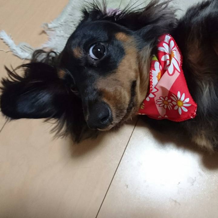 5fae1b9b d378 4f87 b954 78a9afcddae8 1529307182523