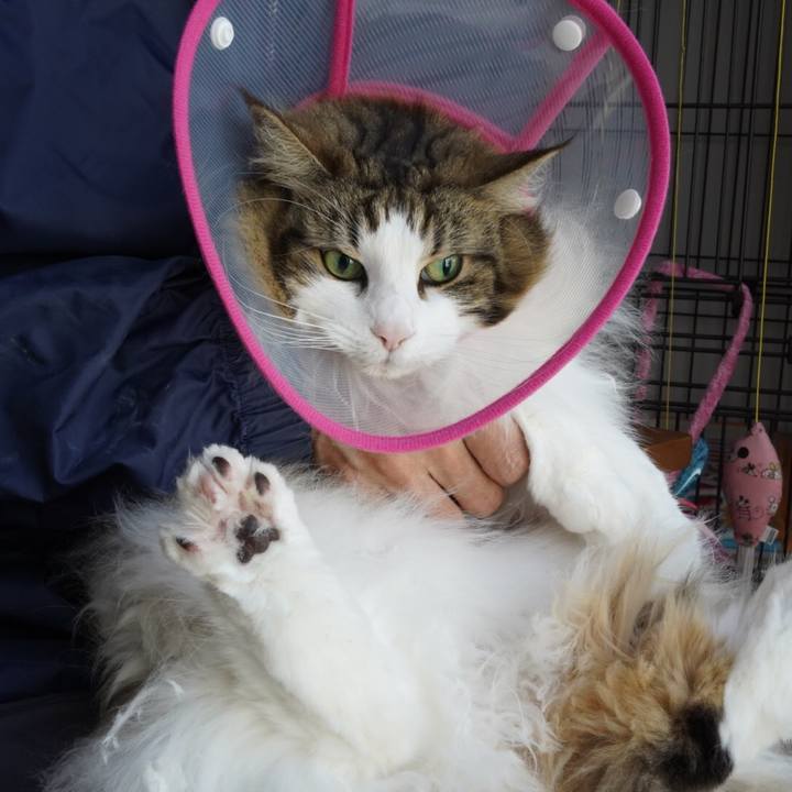 5fb08334 07d6 4744 b5ad fe5046357521 1619928866582