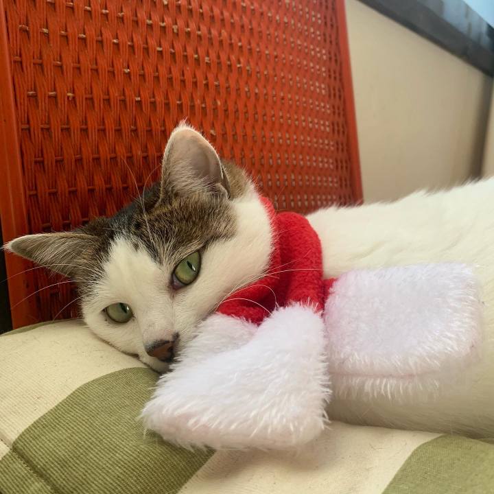 5fb3a4fe f178 404a a286 666acaeb4dad 1671982271034