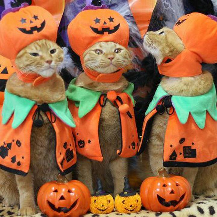 5fb49888 8dfd 490d 92c7 e6d46d0aaddf 1572491847477