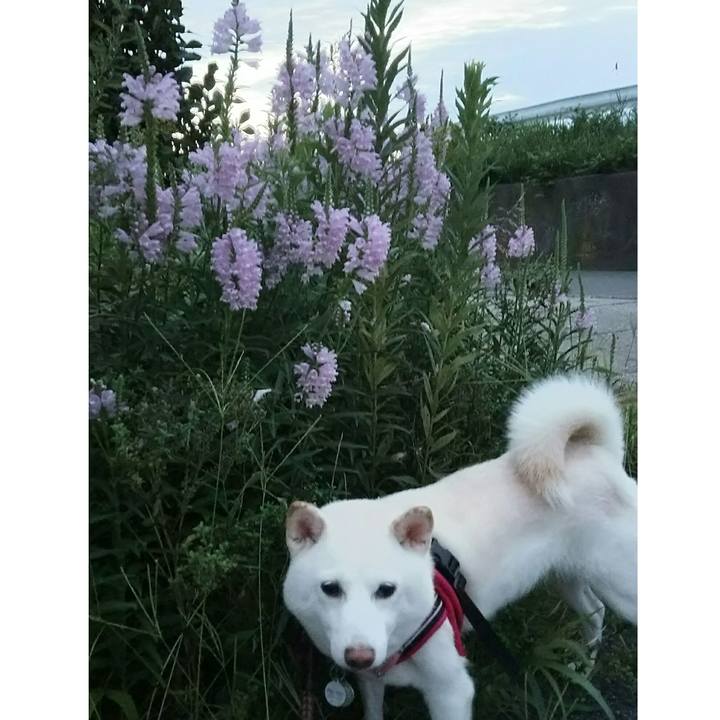 5fb7682c 6589 4493 8d1e 1ce0b609d60d 1535536036796