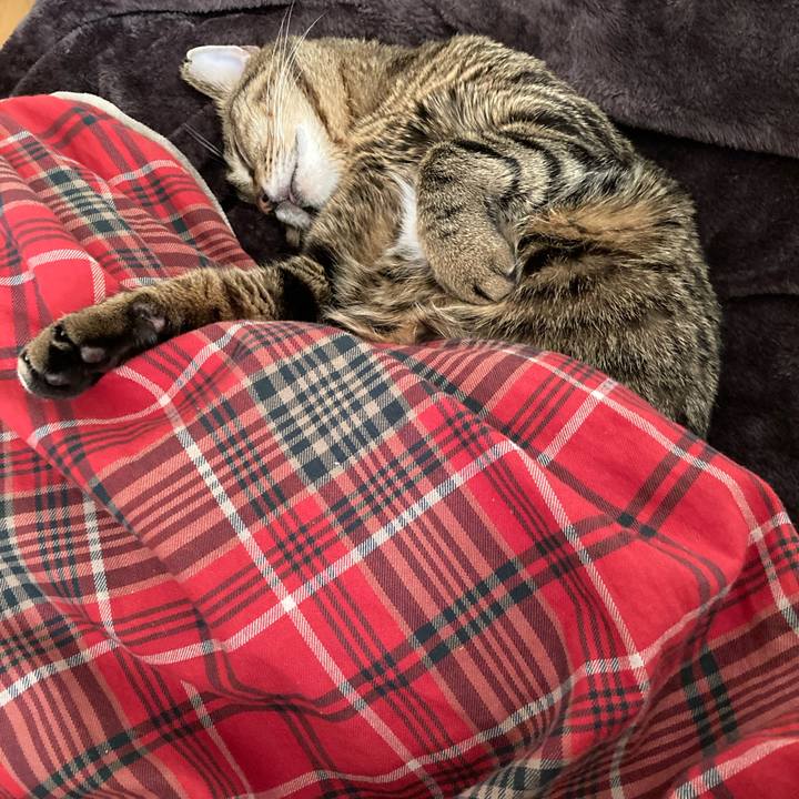 5fb8f68f eb9e 409f bccf 84c053468d32 1609657638505