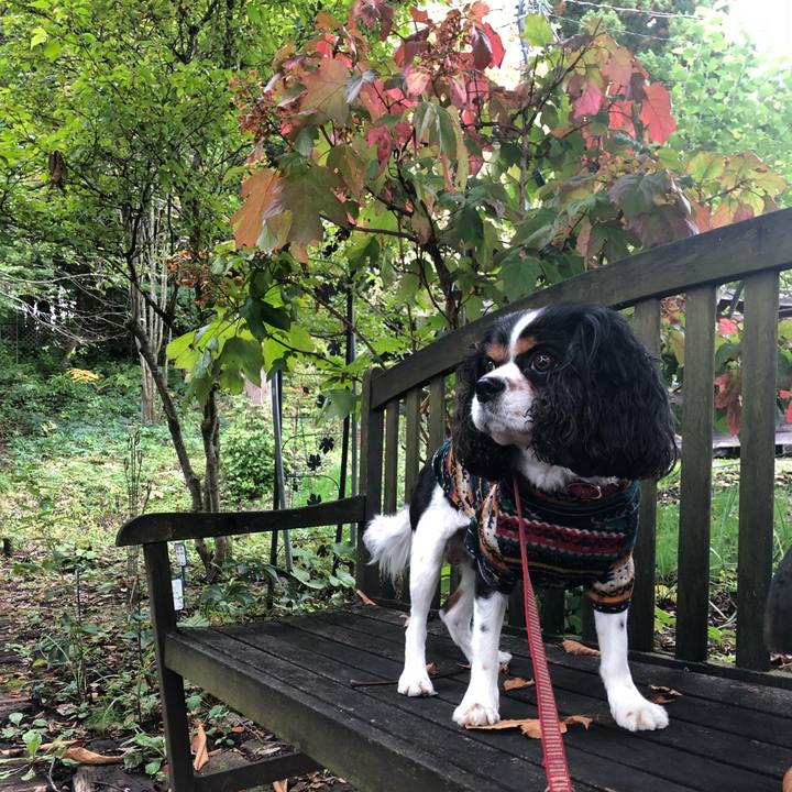 5fbe7365 f785 40dc bc93 4933f8767d42 1538367353643