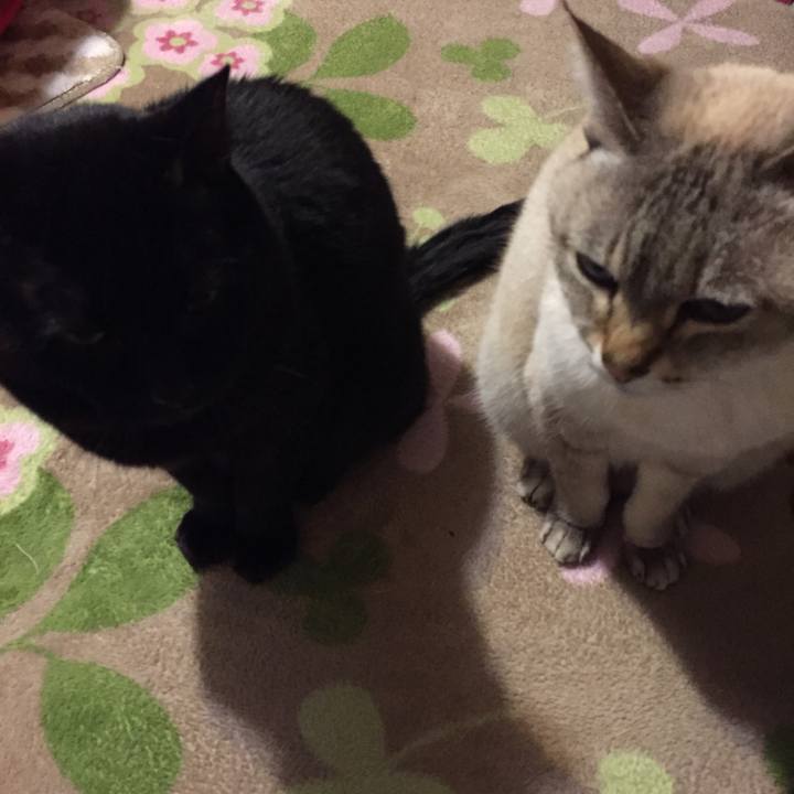 5fbfaa1e 0274 4a4c 9b6e 6624fa44cd38 1519470546174