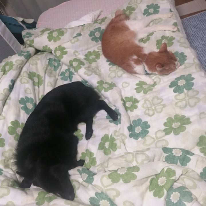 5fc033cb 9580 4ade 9feb de1507448ed6 1622812846243