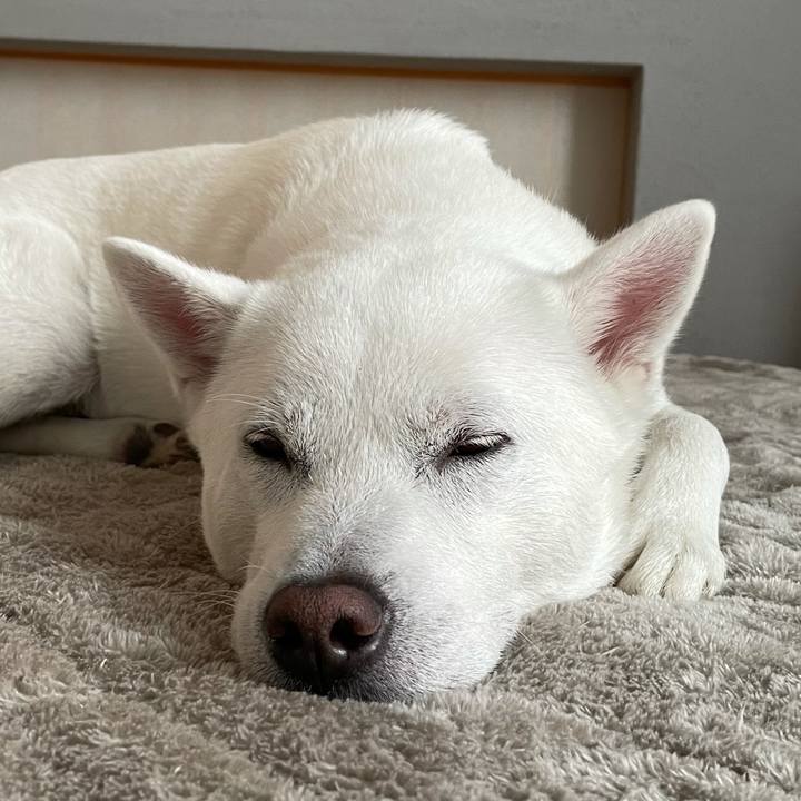 5fc0b61c a3c3 4e69 b49a ec48a9dda189 1617680783185