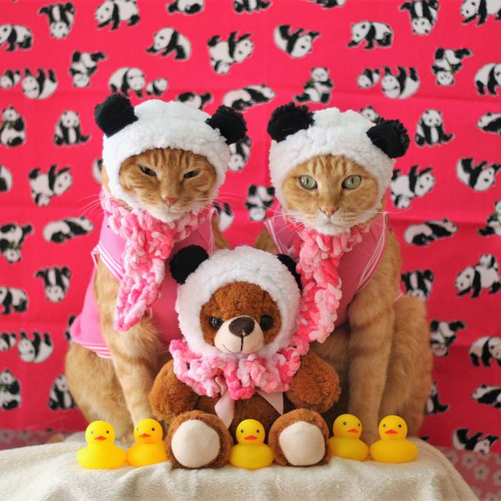 5fc3e7c4 2e36 4c77 9efe 381c114f092e 1517404193358