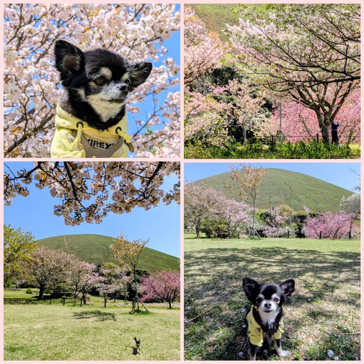 5fc42b7d f1d9 453a 948a e71ba9f4b662 1776044796683