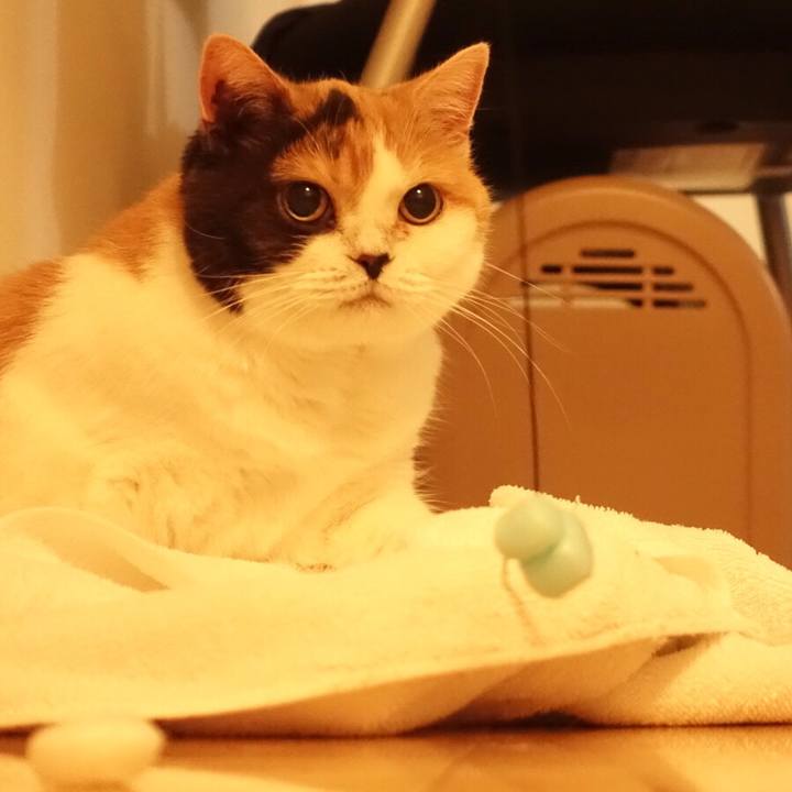 5fc447a3 36de 4795 b3c7 3fb41aaa5528 1528549041247