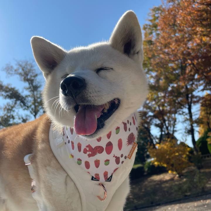 5fc87c91 1af1 4044 8cc3 a222f8bd0aab 1668474635457