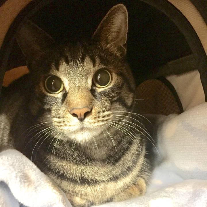 5fcb5fc9 d0cb 4046 ad41 9cec1469329f 1510129877089