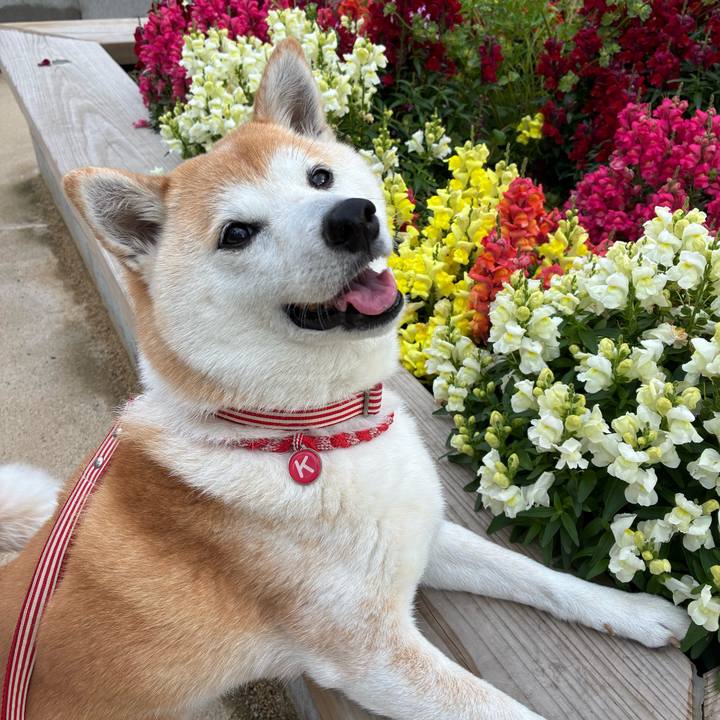 5fcc8d8e 2a4f 402a ac83 c366e6a11cfa 1746415987305