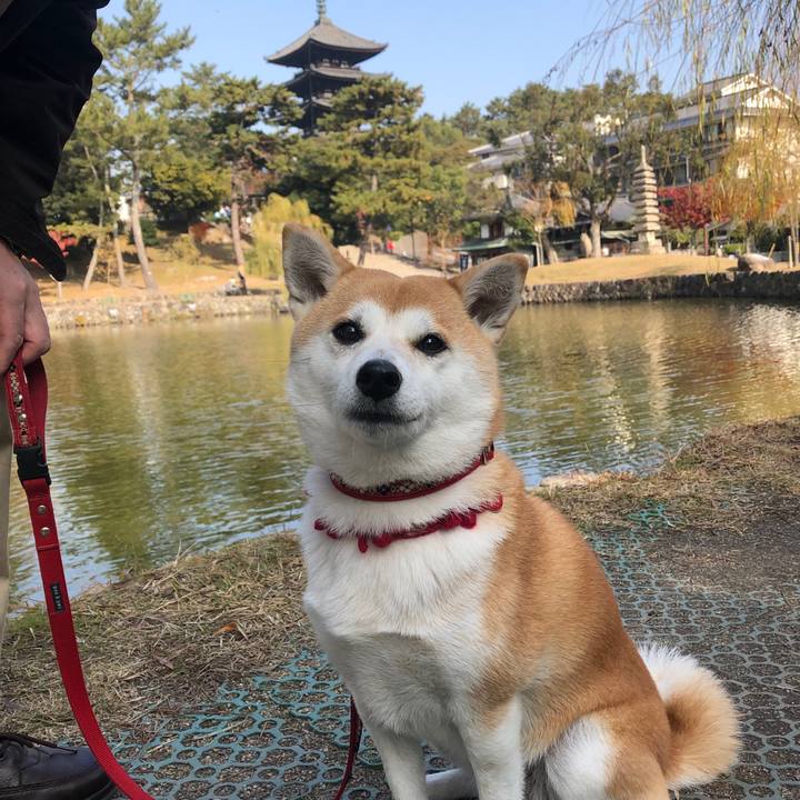 5fcc9d91 ad15 4564 a85c d1fe86d9de92 1543549037404